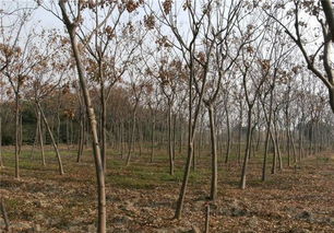 暢銷苗木品種排行, 老客戶積累 是苗木人成功根本