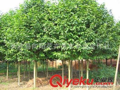 喬木-現(xiàn)貨批量供應出售8-18公分優(yōu)質樂昌含笑 求購樂昌含笑圖片|喬木-現(xiàn)貨批量供應出售8-18公分優(yōu)質樂昌含笑 求購樂昌含笑產(chǎn)品圖片由長沙縣向陽花卉苗木專業(yè)合作社公司生產(chǎn)提供-