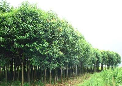 快熟育苗方法,葡萄,葡萄苗,葡萄苗木產(chǎn)品信息|中國農業(yè)網(wǎng)