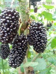 湖北果桑苗品種供應(yīng)齊全 果桑種植技術(shù)包教廠家,湖北果桑苗品種供應(yīng)齊全 果桑種植技術(shù)包教廠家生產(chǎn)廠家,湖北果桑苗品種供應(yīng)齊全 果桑種植技術(shù)包教廠家價格