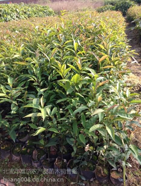 供應(yīng)粵桂大地速生紅椎苗場 黎木苗 紅椎種苗 楓香苗 紅錐種子 白椎苗圖片大全 北流市富饒農(nóng)產(chǎn)品苗木銷售部