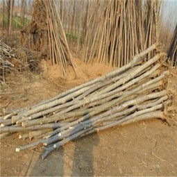 運城2公分毛白楊 雄性毛白楊多少錢 歡迎您 產(chǎn)品新聞 冠縣鑫磊苗木