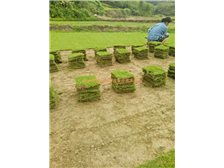 產(chǎn)品展示 郴州市蘇仙區(qū)宏達草皮苗木基地