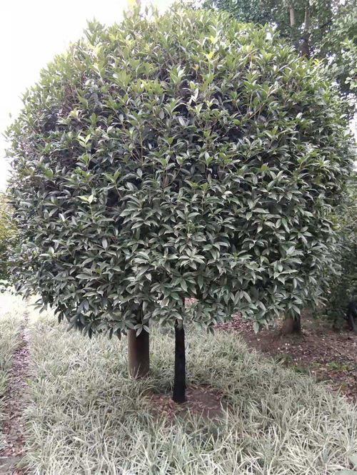 【八月桂種植基地批發(fā)價(jià)出售】- 