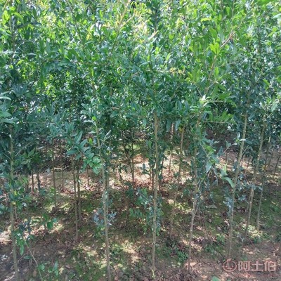 【高桿山楂苗畝產品種全的 山楂苗基地廠家供貨】泰安高新區(qū)旺運苗木中心 - 產品庫