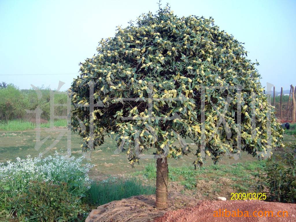 【綠化設(shè)計(jì)圖中的喬木與灌木之分】價(jià)格、產(chǎn)品供應(yīng),綠化設(shè)計(jì)圖中的喬木與灌木之分廠家批發(fā)-1024商務(wù)網(wǎng)