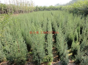 供應唐山苗木 唐山刺柏 唐山檜柏