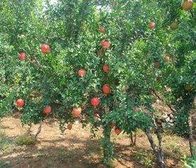 酸石榴苗 最新資訊 華爾網