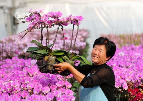 美麗經濟綻放 年宵花市場再升溫，花卉種植迎新春