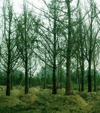 苗木供應(yīng)信息 - 中國花木資訊網(wǎng) | 園林苗木報(bào)價(jià)、供求信息與花木行情分析