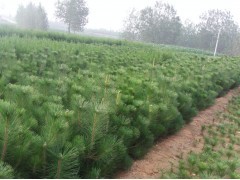 花卉苗木供應(yīng) 黑松、側(cè)柏、油松種植指南與市場前景