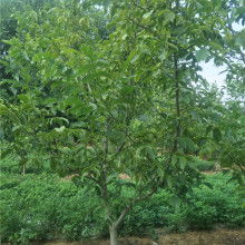 優(yōu)美苗木基地 花卉種植的藝術(shù)與實(shí)踐