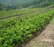 芳青花卉苗木 路口綠化優(yōu)選，打造綠色生態(tài)新篇章