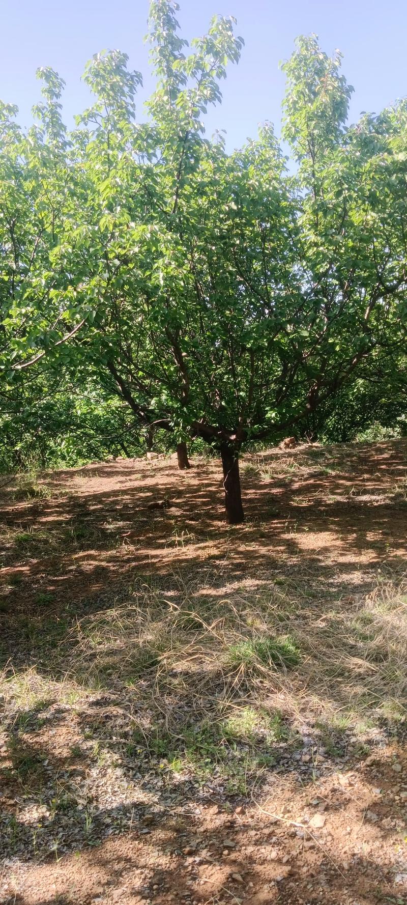 全網(wǎng)尋覓苗木有緣人，優(yōu)質(zhì)山杏樹大量現(xiàn)貨，規(guī)格齊全，共繪花卉種植新藍(lán)圖