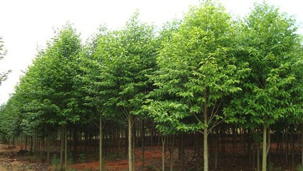 奉新綠霖苗木專業(yè)合作社 專業(yè)花卉種植，綻放鄉(xiāng)村經(jīng)濟(jì)新活力