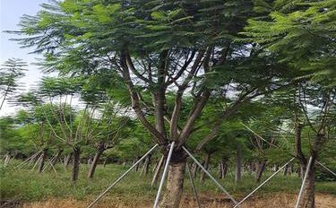 鳳凰木 園林綠化與林業種植的瑰寶