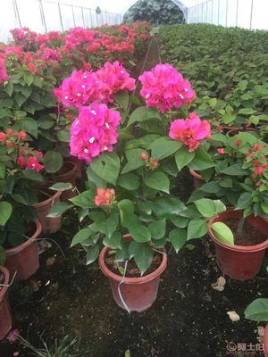 龍海市東泗興輝園藝場(chǎng) 專業(yè)三角梅種植基地，品質(zhì)苗木常年供應(yīng)