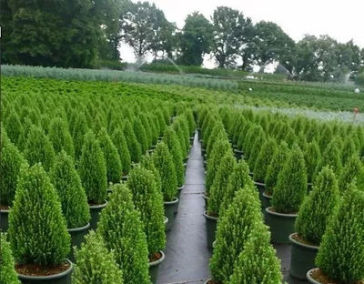 苗木生產(chǎn)與造林綠化的“亂象”，是時(shí)候改變了
