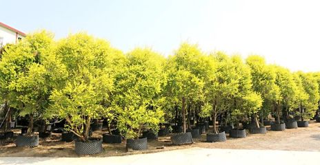 行情回暖，機(jī)遇與挑戰(zhàn)并存——深度解析苗木市場(chǎng)新趨勢(shì)與苗圃發(fā)展策略