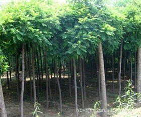 8公分香花槐苗木供應(yīng)指南 價(jià)格行情與優(yōu)質(zhì)廠家推薦